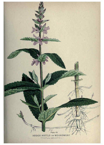 Reproducción/Reproduction 6045758958: Farm weeds of Canada Ottawa :Dept. of Agriculture,1923 