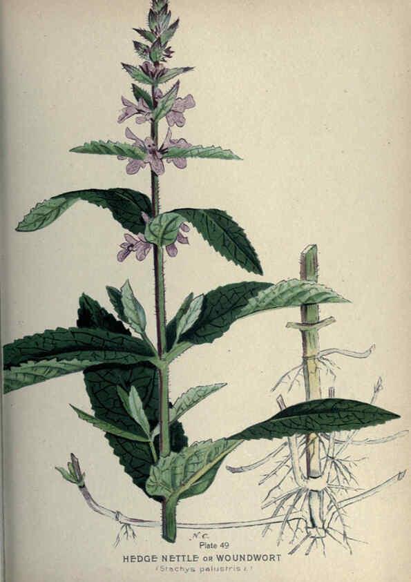 Reproducción/Reproduction 6045758958: Farm weeds of Canada Ottawa :Dept. of Agriculture,1923 