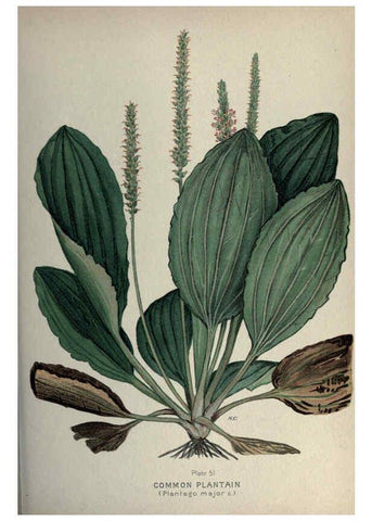 Reproducción/Reproduction 6045209877: Farm weeds of Canada Ottawa :Dept. of Agriculture,1923 