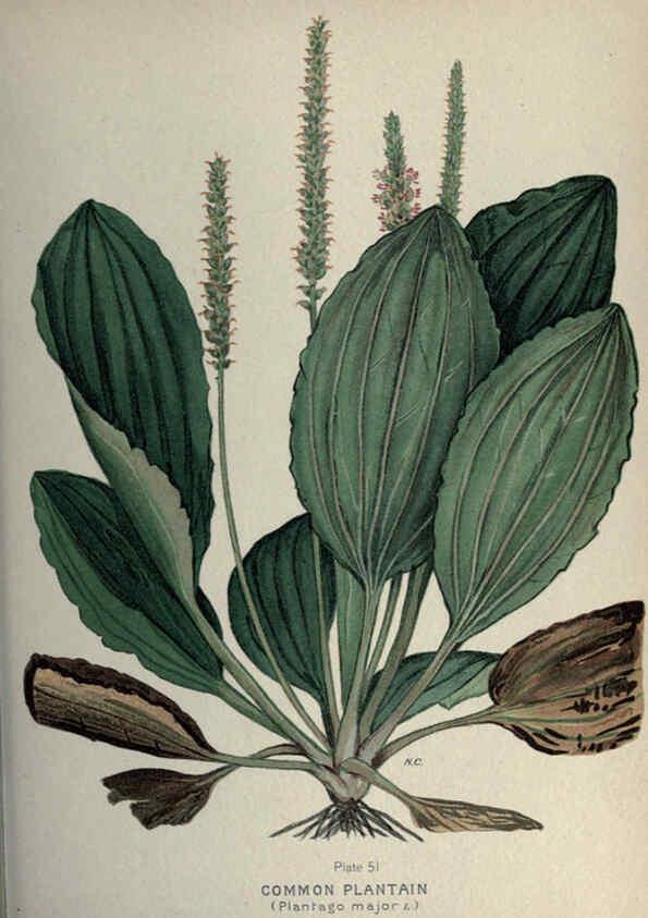 Reproducción/Reproduction 6045209877: Farm weeds of Canada Ottawa :Dept. of Agriculture,1923 