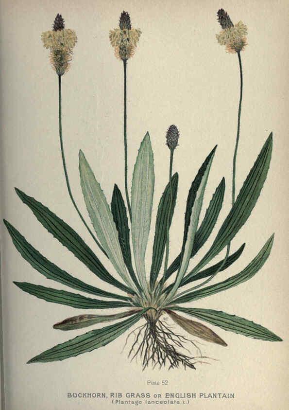 Reproducción/Reproduction 6045759488: Farm weeds of Canada Ottawa :Dept. of Agriculture,1923 