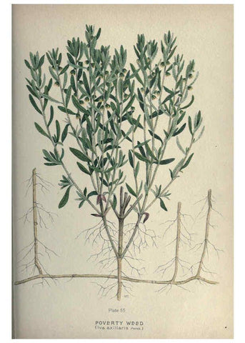 Reproducción/Reproduction 6045210321: Farm weeds of Canada Ottawa :Dept. of Agriculture,1923 