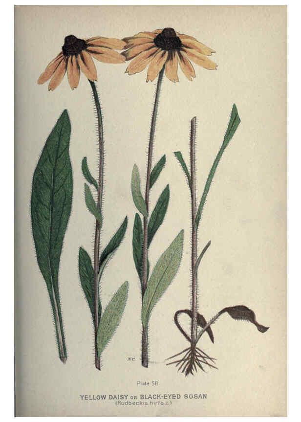 Reproducción/Reproduction 6045760020: Farm weeds of Canada Ottawa :Dept. of Agriculture,1923 