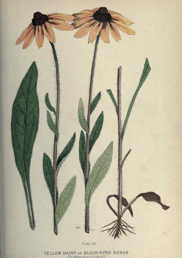 Reproducción/Reproduction 6045760020: Farm weeds of Canada Ottawa :Dept. of Agriculture,1923 