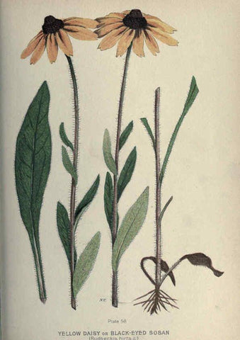 Reproducción/Reproduction 6045760020: Farm weeds of Canada Ottawa :Dept. of Agriculture,1923 