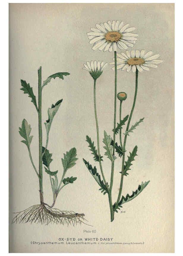 Reproducción/Reproduction 6045210859: Farm weeds of Canada Ottawa :Dept. of Agriculture,1923 