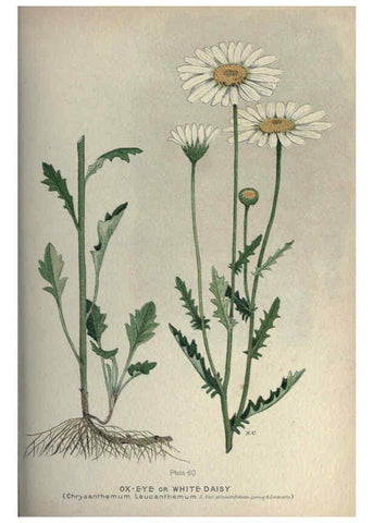 Reproducción/Reproduction 6045210859: Farm weeds of Canada Ottawa :Dept. of Agriculture,1923 