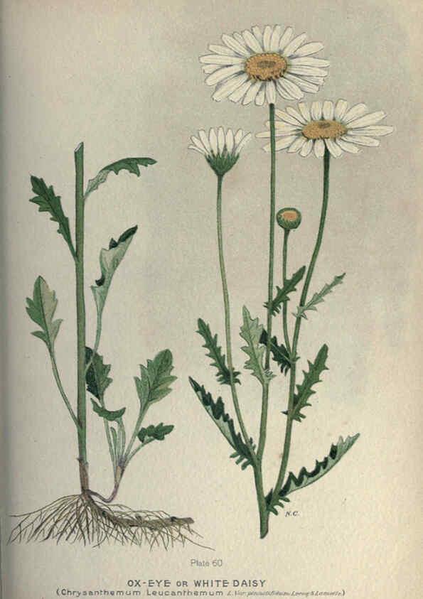 Reproducción/Reproduction 6045210859: Farm weeds of Canada Ottawa :Dept. of Agriculture,1923 