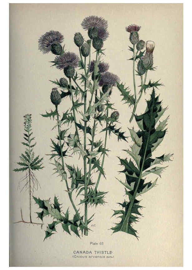 Reproducción/Reproduction 6045211117: Farm weeds of Canada Ottawa :Dept. of Agriculture,1923 