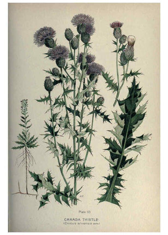 Reproducción/Reproduction 6045211117: Farm weeds of Canada Ottawa :Dept. of Agriculture,1923 