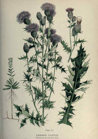 Reproducción/Reproduction 6045211117: Farm weeds of Canada Ottawa :Dept. of Agriculture,1923 