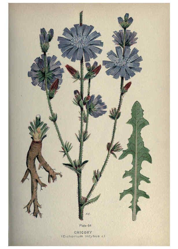 Reproducción/Reproduction 6045760760: Farm weeds of Canada Ottawa :Dept. of Agriculture,1923 