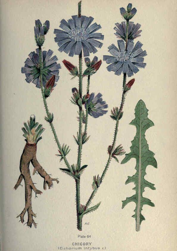 Reproducción/Reproduction 6045760760: Farm weeds of Canada Ottawa :Dept. of Agriculture,1923 