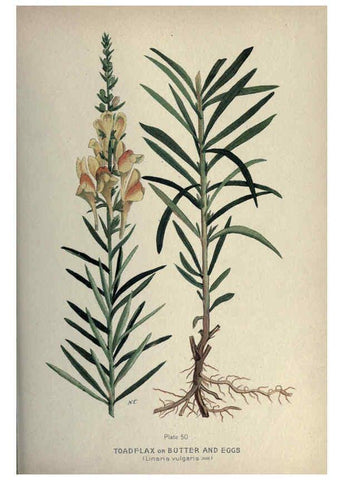 Reproducción/Reproduction 6045759156: Farm weeds of Canada Ottawa :Dept. of Agriculture,1923 