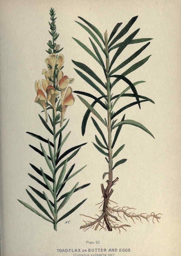 Reproducción/Reproduction 6045759156: Farm weeds of Canada Ottawa :Dept. of Agriculture,1923 