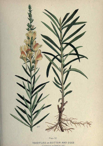 Reproducción/Reproduction 6045759156: Farm weeds of Canada Ottawa :Dept. of Agriculture,1923 