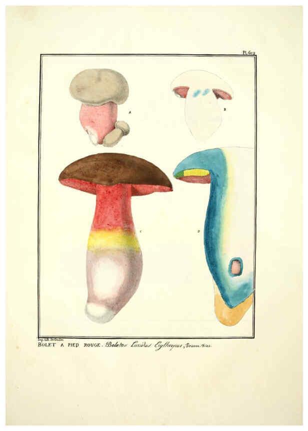 Reproducción/Reproduction 6045304483: Figures des champignons, servant de supplément aux planches de Bulliard Paris :Meilhac,1839-1842