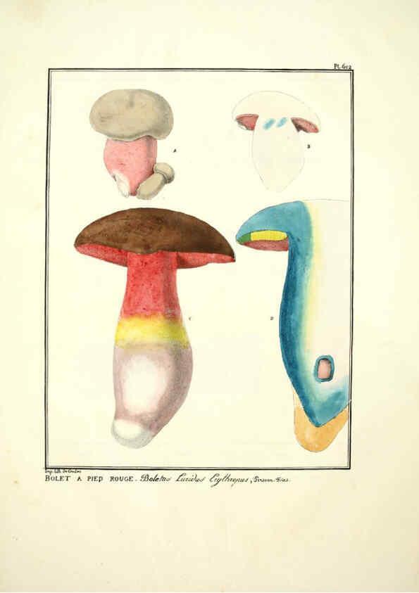 Reproducción/Reproduction 6045304483: Figures des champignons, servant de supplément aux planches de Bulliard Paris :Meilhac,1839-1842