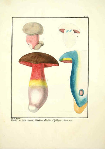 Reproducción/Reproduction 6045304483: Figures des champignons, servant de supplément aux planches de Bulliard Paris :Meilhac,1839-1842