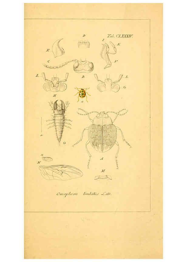 Reproducción/Reproduction 6045023907: Deutschlands Insecten Nürnberg :Gedruckt auf Kosten des Verfassers,1805-1857