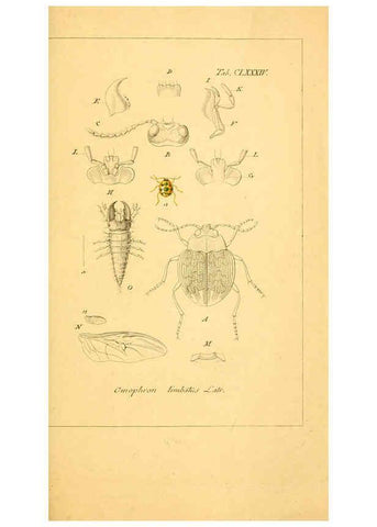 Reproducción/Reproduction 6045023907: Deutschlands Insecten Nürnberg :Gedruckt auf Kosten des Verfassers,1805-1857