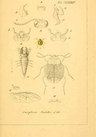 Reproducción/Reproduction 6045023907: Deutschlands Insecten Nürnberg :Gedruckt auf Kosten des Verfassers,1805-1857