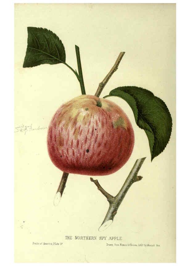 Reproducción/Reproduction 6045638126: The fruits of America New York,D. Appleton & co.,1853