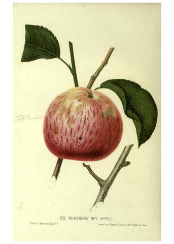 Reproducción/Reproduction 6045638126: The fruits of America New York,D. Appleton & co.,1853