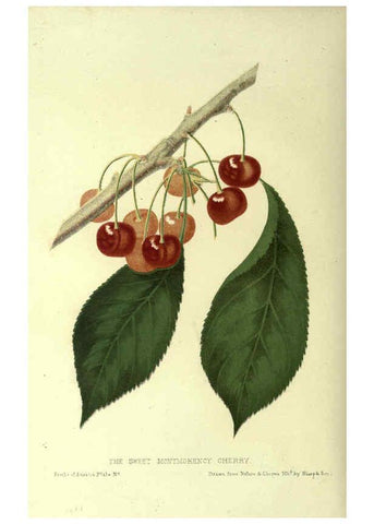 Reproducción/Reproduction 6045638532: The fruits of America New York,D. Appleton & co.,1853