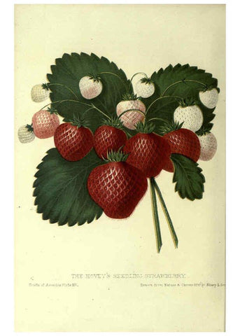 Reproducción/Reproduction 6045638810: The fruits of America New York,D. Appleton & co.,1853