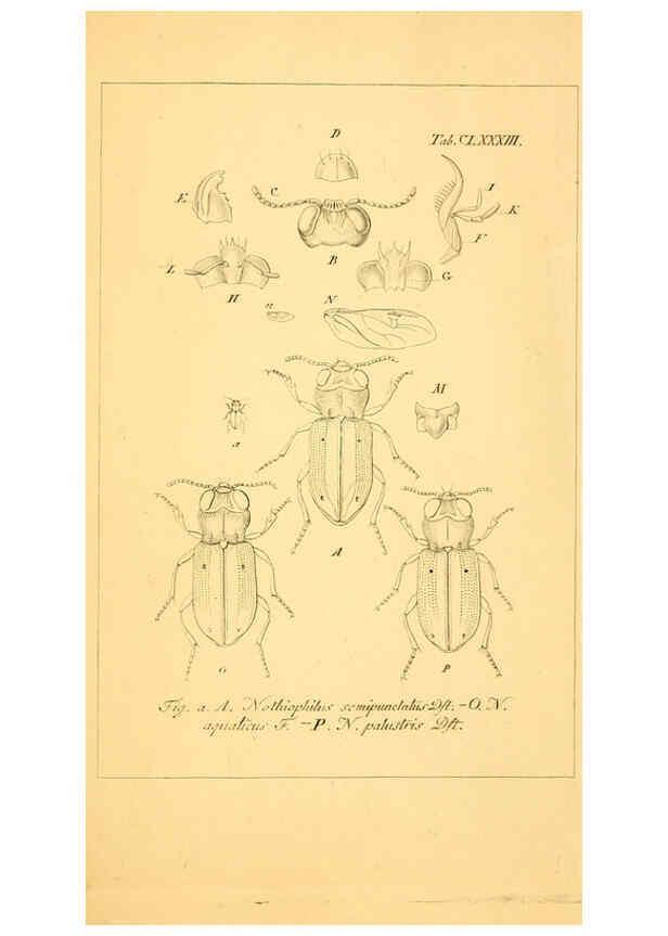 Reproducción/Reproduction 6045023735: Deutschlands Insecten Nürnberg :Gedruckt auf Kosten des Verfassers,1805-1857