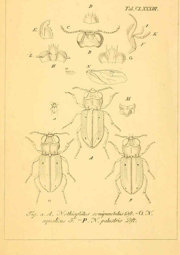 Reproducción/Reproduction 6045023735: Deutschlands Insecten Nürnberg :Gedruckt auf Kosten des Verfassers,1805-1857