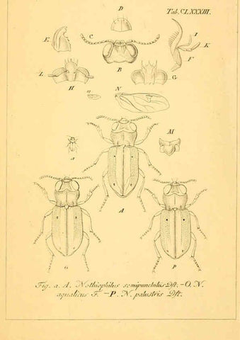 Reproducción/Reproduction 6045023735: Deutschlands Insecten Nürnberg :Gedruckt auf Kosten des Verfassers,1805-1857