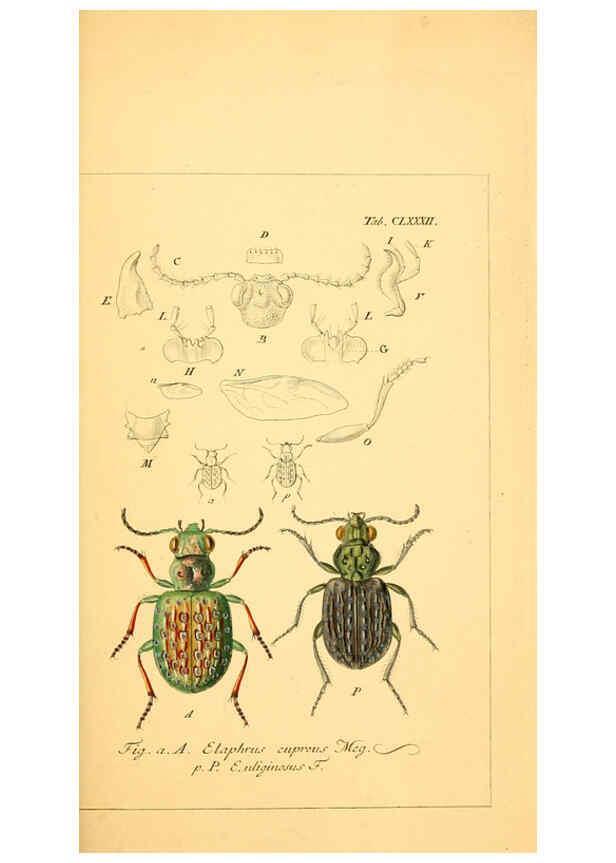 Reproducción/Reproduction 6045023591: Deutschlands Insecten Nürnberg :Gedruckt auf Kosten des Verfassers,1805-1857