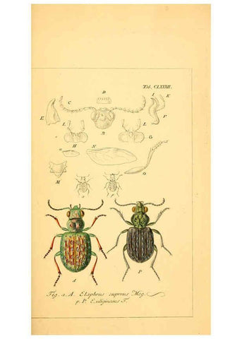Reproducción/Reproduction 6045023591: Deutschlands Insecten Nürnberg :Gedruckt auf Kosten des Verfassers,1805-1857