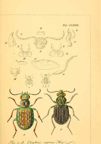 Reproducción/Reproduction 6045023591: Deutschlands Insecten Nürnberg :Gedruckt auf Kosten des Verfassers,1805-1857