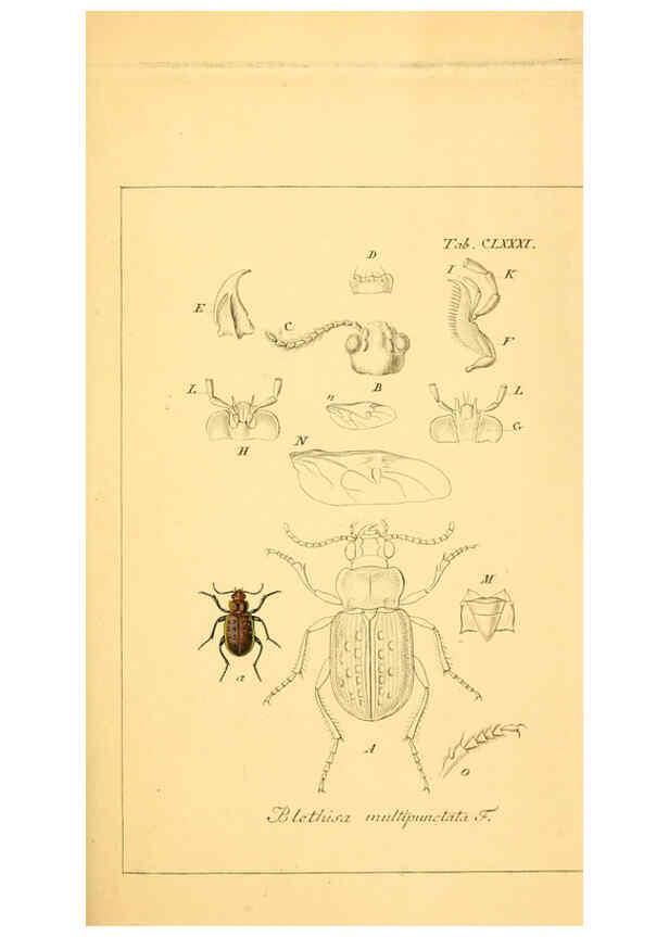 Reproducción/Reproduction 6045023407: Deutschlands Insecten Nürnberg :Gedruckt auf Kosten des Verfassers,1805-1857