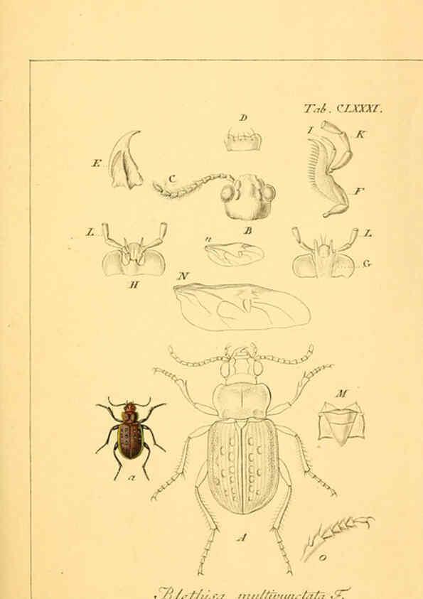 Reproducción/Reproduction 6045023407: Deutschlands Insecten Nürnberg :Gedruckt auf Kosten des Verfassers,1805-1857