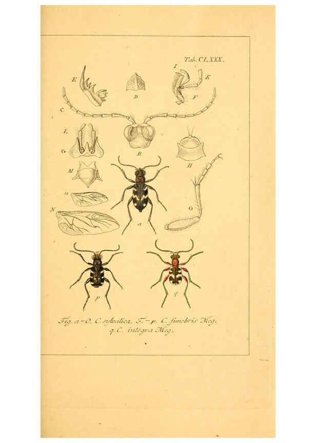 Reproducción/Reproduction 6045023247: Deutschlands Insecten Nürnberg :Gedruckt auf Kosten des Verfassers,1805-1857