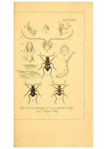 Reproducción/Reproduction 6045023247: Deutschlands Insecten Nürnberg :Gedruckt auf Kosten des Verfassers,1805-1857
