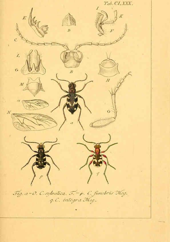 Reproducción/Reproduction 6045023247: Deutschlands Insecten Nürnberg :Gedruckt auf Kosten des Verfassers,1805-1857