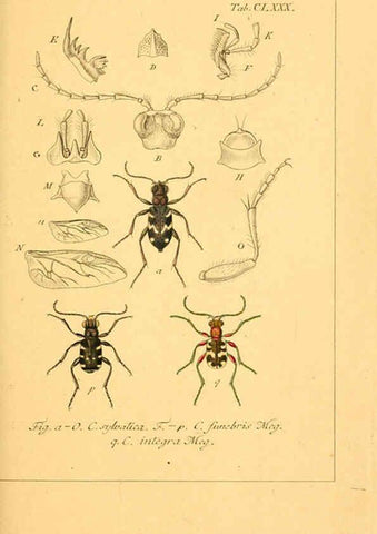 Reproducción/Reproduction 6045023247: Deutschlands Insecten Nürnberg :Gedruckt auf Kosten des Verfassers,1805-1857