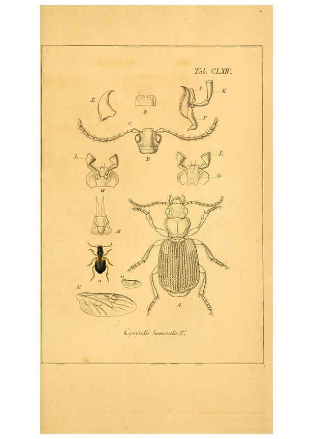Reproducción/Reproduction 6045020191: Deutschlands Insecten Nürnberg :Gedruckt auf Kosten des Verfassers,1805-1857
