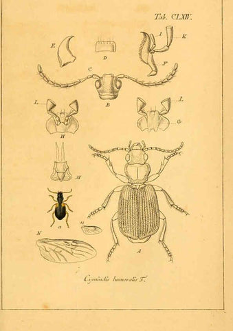 Reproducción/Reproduction 6045020191: Deutschlands Insecten Nürnberg :Gedruckt auf Kosten des Verfassers,1805-1857