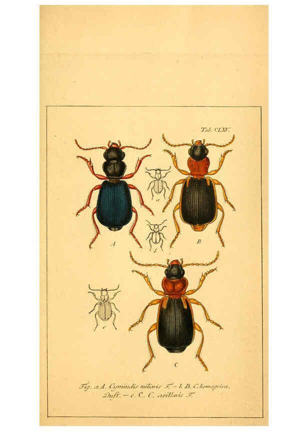 Reproducción/Reproduction 6045570480: Deutschlands Insecten Nürnberg :Gedruckt auf Kosten des Verfassers,1805-1857