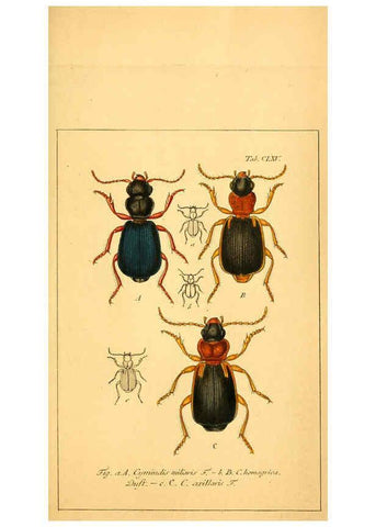 Reproducción/Reproduction 6045570480: Deutschlands Insecten Nürnberg :Gedruckt auf Kosten des Verfassers,1805-1857