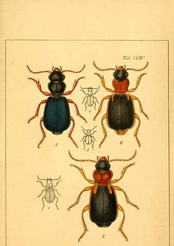 Reproducción/Reproduction 6045570480: Deutschlands Insecten Nürnberg :Gedruckt auf Kosten des Verfassers,1805-1857