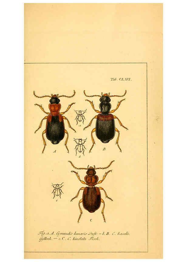 Reproducción/Reproduction 6045020659: Deutschlands Insecten Nürnberg :Gedruckt auf Kosten des Verfassers,1805-1857