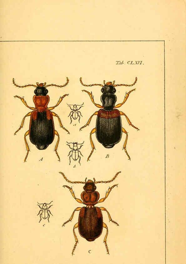 Reproducción/Reproduction 6045020659: Deutschlands Insecten Nürnberg :Gedruckt auf Kosten des Verfassers,1805-1857