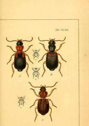 Reproducción/Reproduction 6045020659: Deutschlands Insecten Nürnberg :Gedruckt auf Kosten des Verfassers,1805-1857